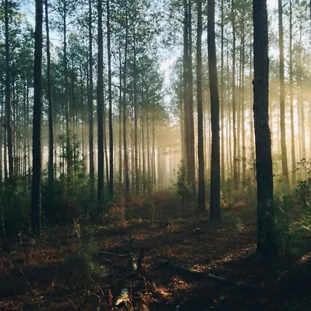 Cosy Forest Alpehytte Putten