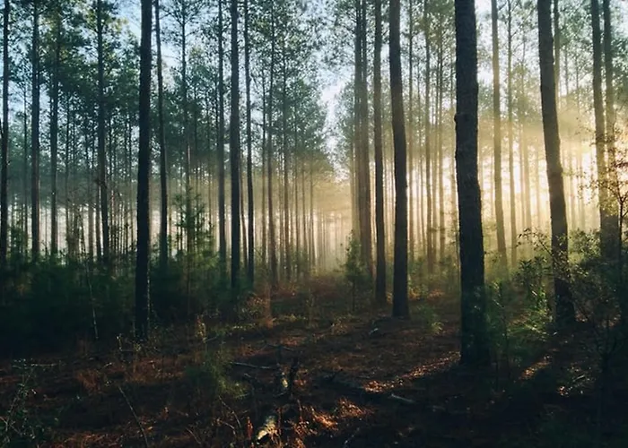 Cosy Forest Alpehytte Putten